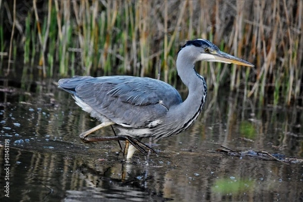 Fototapeta Héron cendré (Ardea cinerea), Neuchâtel, Suisse