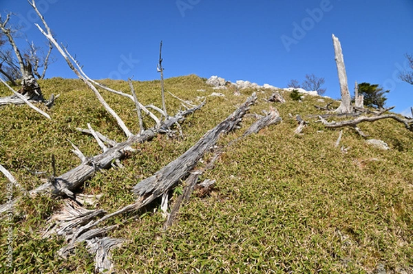 Fototapeta 大台ケ原の倒木