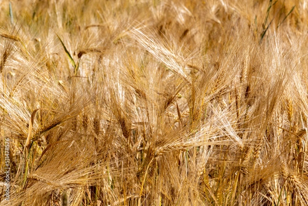 Obraz Field with ripe barley in summer