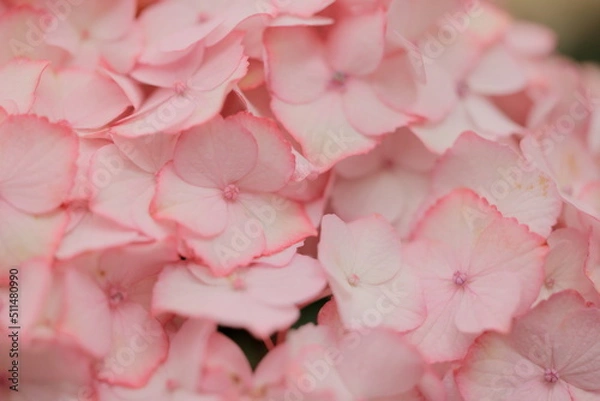 Fototapeta アジサイ