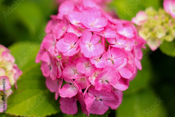 Fototapeta ピンクの花が美しいアジサイ