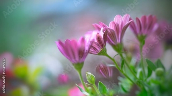 Obraz pink flowers