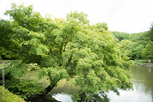 Obraz 緑もみじの木と川（tree＆river）