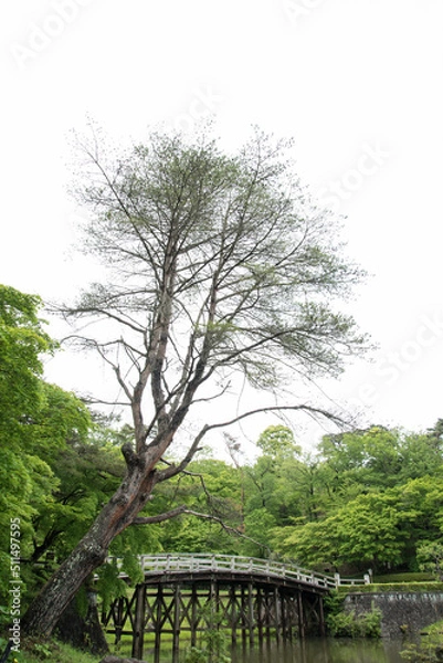 Obraz 一本橋と木（bridge＆tree）