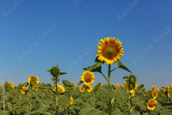 Fototapeta Closeup on the head of sunflower blooming, textures of stamens