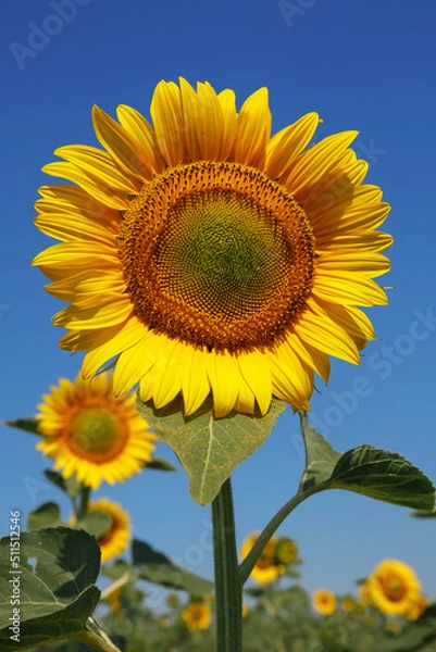 Fototapeta Sunflower head close-up against the background of a field and blue sky