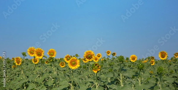 Fototapeta Field of blooming sunflowers on a background of blue sky