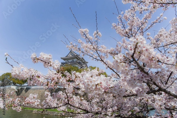 Obraz 岸和田城の桜