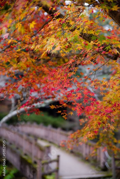 Fototapeta 高源寺（兵庫県丹波市）の紅葉