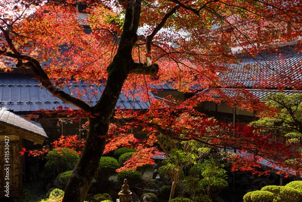 Obraz 円通寺（兵庫県丹波市）の紅葉