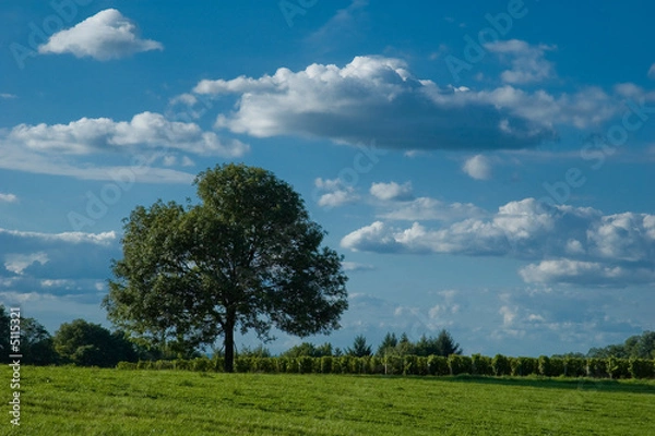 Fototapeta arbre solitaire