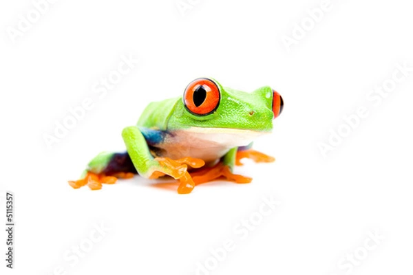 Fototapeta żaba zbliżenie na białym tle