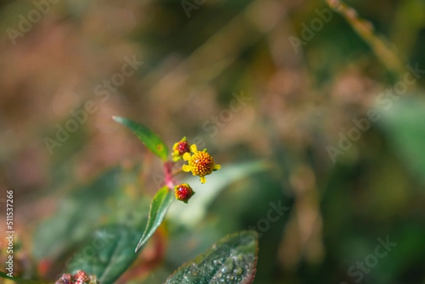 Obraz Acmella is a genus of plants in the aster family, Asteraceae, described as a genus in 1807. It is native to the Americas and has been introduced to Asia, Africa, the Pacific islands, and Australia.