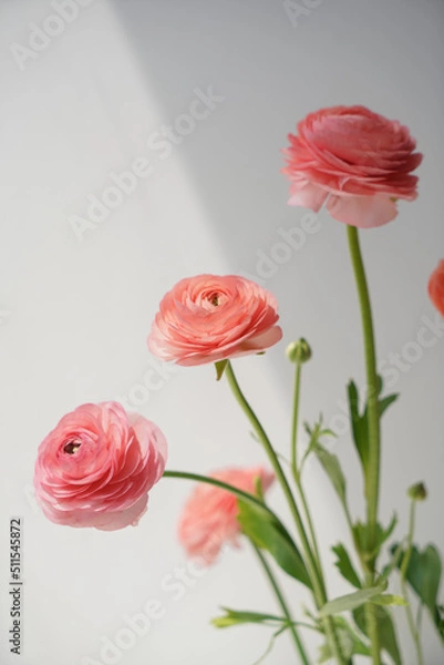 Fototapeta Coral ranunculus, close-up of flowers on a light background
