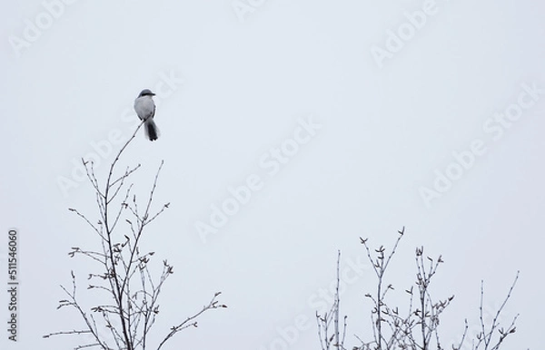 Fototapeta Great grey shrike (Lanius excubitor) on a lookout in the tree top.