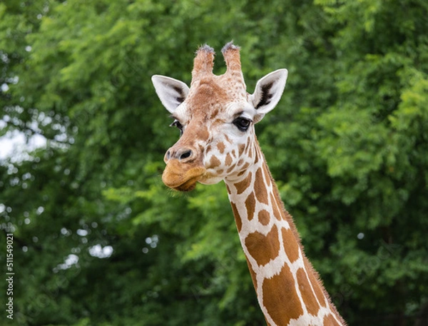 Fototapeta Reticulated Giraffe looking at people at a zoo in Alabama.