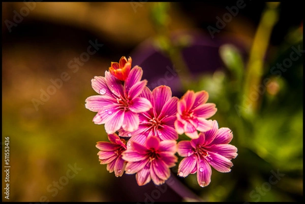 Obraz Happy spring flowers