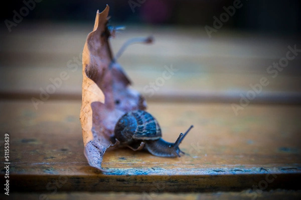 Obraz A snail on a leaf