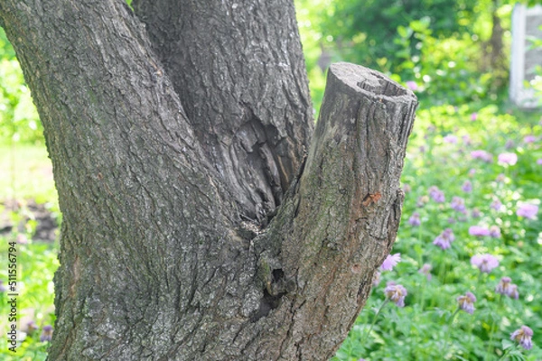 Obraz trunk of an old tree with a large branch cut down