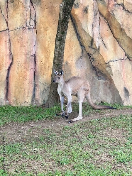 Fototapeta Kangaroo standing up against rocky background
