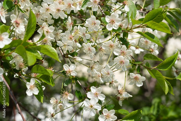 Fototapeta Blooming cherry tree in summer.