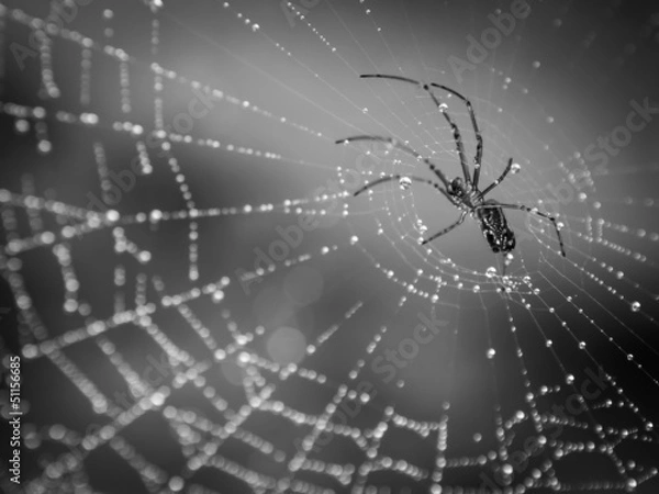 Obraz Spider on dew covered web