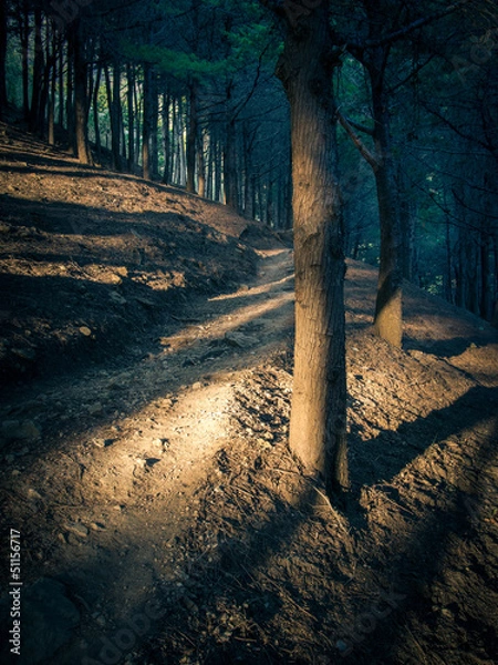 Obraz Forest backdrop with prominent tree