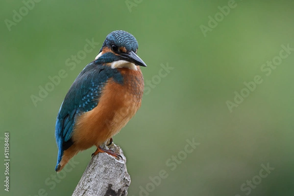 Obraz Male Kingfisher