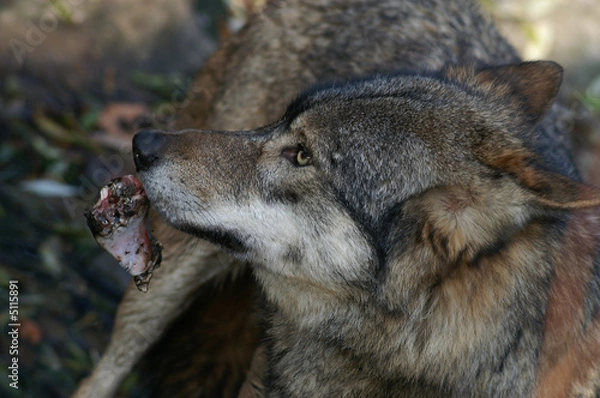 Fototapeta Eurasian Wolf