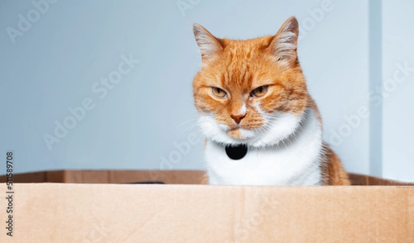 Fototapeta Portrait of red-white cat sitting in the cardboard box. Close-up view.