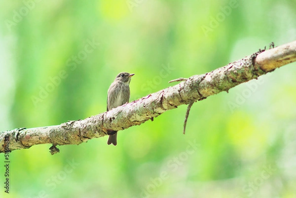 Obraz Dark-sided flycatcher