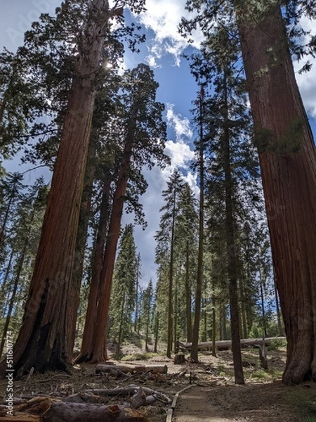 Obraz trees in the forest