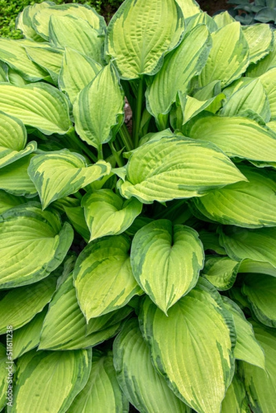 Fototapeta Lush bush of Hosta. Hosta in a garden. Big green leavs of hosta. Vertical orientation