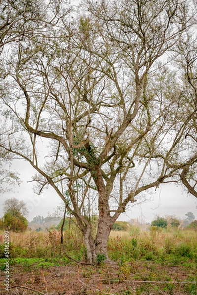 Fototapeta tree in the field