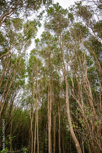 Fototapeta trees in the forest