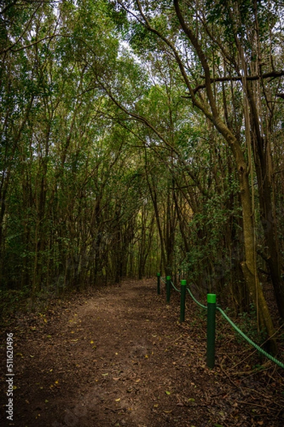 Obraz sendero en el bosque