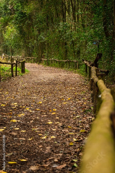Obraz camino en el bosque