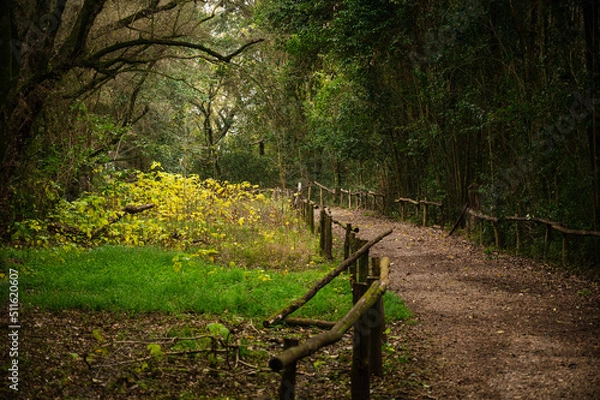 Obraz camino en el bosque