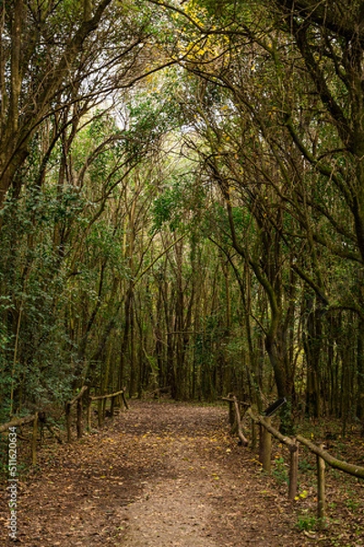 Obraz camino en el bosque