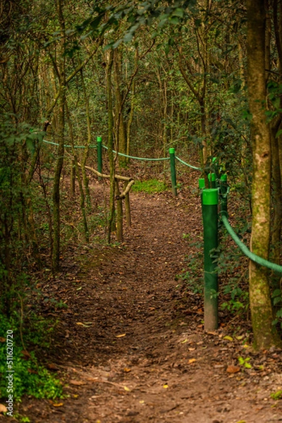 Obraz camino en el bosque