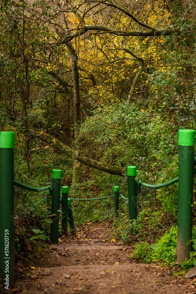 Obraz camino en el bosque