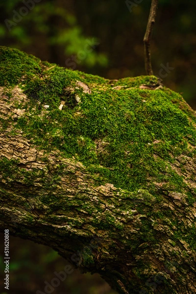 Fototapeta musgo