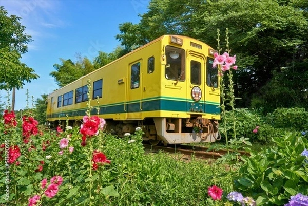 Fototapeta タチアオイ咲く初夏のいすみ鉄道　国吉駅付近