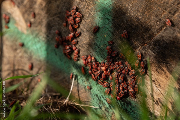 Obraz Feuerwanzenkolonie