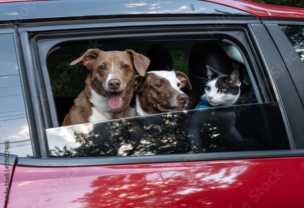 Fototapeta Two large mixed breed dogs and a cat looking at the window of a red car 