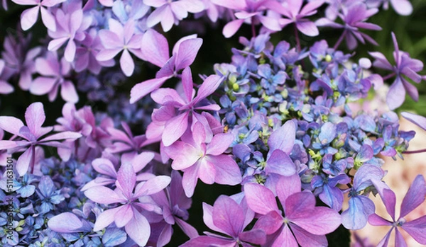 Fototapeta アジサイ