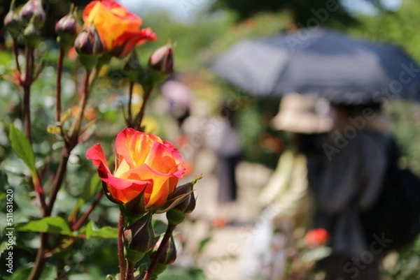Fototapeta オレンジ色の薔薇　花園　晴れ