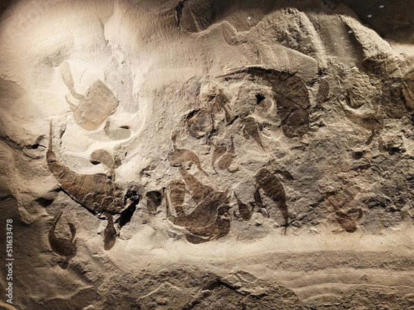 Fototapeta 化石の壁
