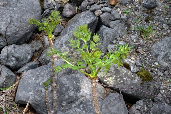 Obraz タラノキの芽（北海道・知床）
