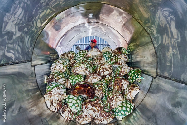 Fototapeta Man piling agave in oven ready to steam it
